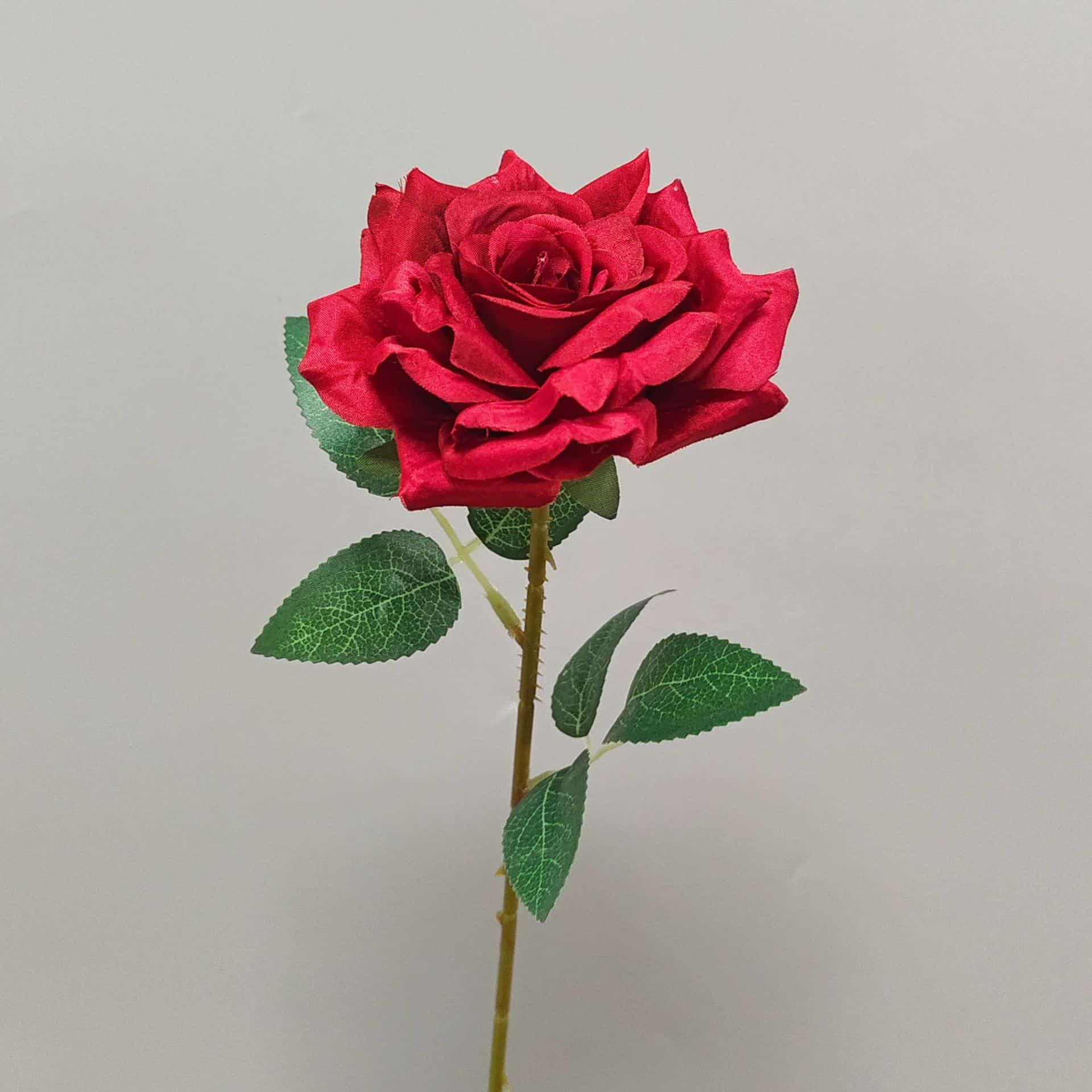 all kinds of wedding artificial rose velet rose bulk rose clearance terracotta wedding flowers